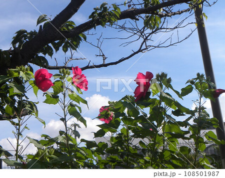 クサフヨウとも言うアメリカフヨウの大きい赤い花 108501987