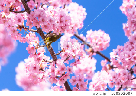満開の河津桜とメジロ 満開の河津桜とメジロ 108502087