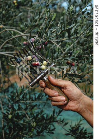 man harvesting some ripe olives in Catalonia, Spain man harvesting some ripe olives in Catalonia, Spain 108502390