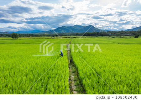 Thai farmer sprays fertilizer in a paddy rice field on a sunny day with mountain and cloudscape background. Thai farmer sprays fertilizer in a paddy rice field on a sunny day with mountain and cloudscape background. 108502430