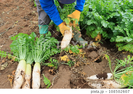 大根の収穫　青首大根の収穫 108502607