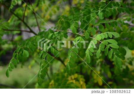 ワサビノキ(ワサビノキ科)落葉性高木の葉っぱ ワサビノキ(ワサビノキ科)落葉性高木の葉っぱ 108502612
