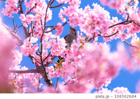 満開の河津桜とヒヨドリ 満開の河津桜とヒヨドリ 108502684