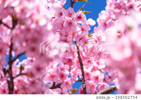 満開の河津桜 満開の河津桜 108502754
