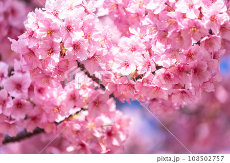 満開の河津桜 108502757