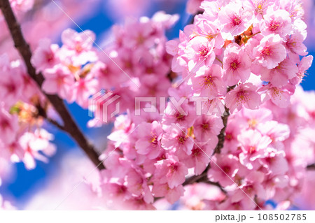 満開の河津桜 108502785