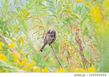 セイタカアワダチソウに止まるスズメ 108502884