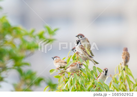 木の枝に止まるスズメ 108502912