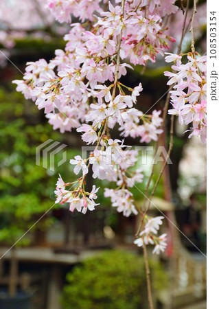 水火天満宮の枝垂れ桜（京都市上京区） 108503154