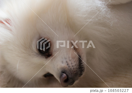 白いポメラニアンの顔 白いポメラニアンの顔 108503227