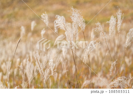 《長野県》ススキの大平原・ビーナスラインの眺望 《長野県》ススキの大平原・ビーナスラインの眺望 108503311
