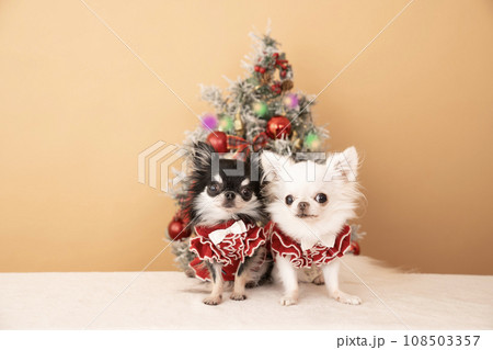 クリスマスツリーとチワワのぴーちゃんときゅっと クリスマスツリーとチワワのぴーちゃんときゅっと 108503357