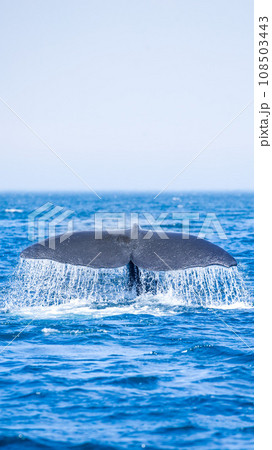 知床の海に来るマッコウクジラ 108503443