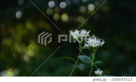 秋の花：フジバカマ5 108503511