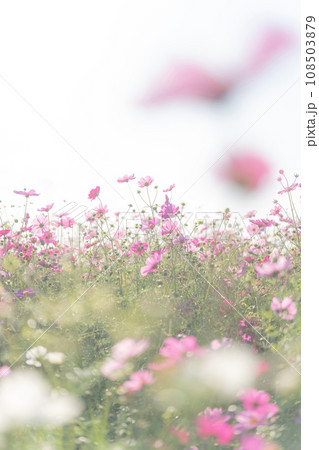 コスモス・秋 イメージ 108503879