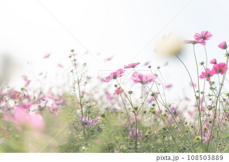 コスモス・秋 イメージ 108503889