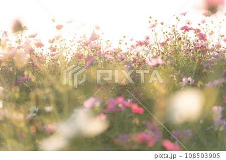 コスモス・秋 イメージ 108503905