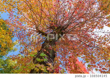 愛知県農業総合試験場、紅葉するモミジバフウ〈愛知県長久手市〉 108504145