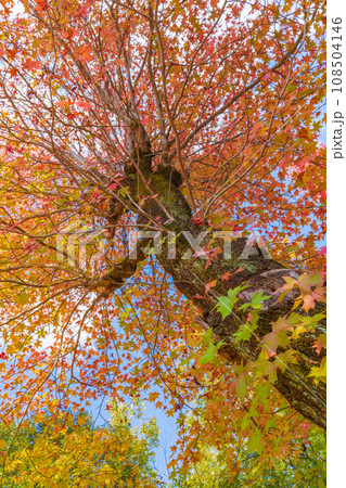 愛知県農業総合試験場、紅葉するモミジバフウ〈愛知県長久手市〉 愛知県農業総合試験場、紅葉するモミジバフウ〈愛知県長久手市〉 108504146