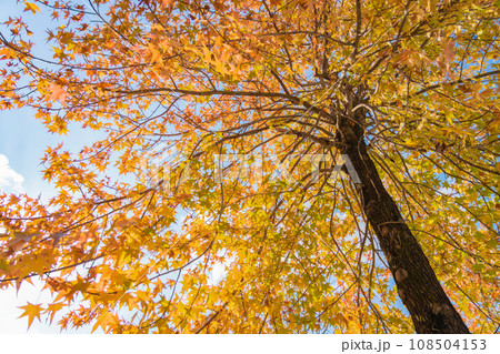 愛知県農業総合試験場、紅葉するモミジバフウ〈愛知県長久手市〉 108504153