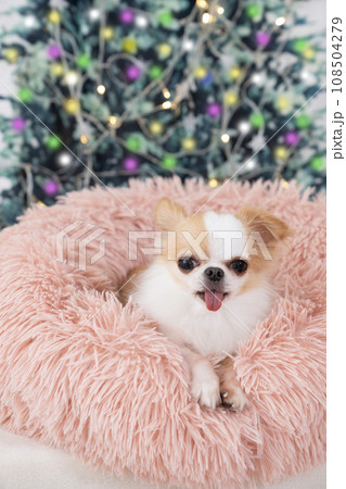 クリスマスツリーと微笑むチワワの陸 108504279