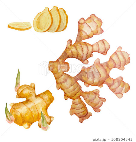 Ginger whole and chopped. Watercolor drawing for cards, handmade textiles, prints, menus, poster. 108504343