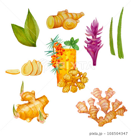 Watercolor drawing of ginger flower and sliced ginger root with sea buckthorn drink for cards, handmade textiles, prints, menus, poster. 108504347
