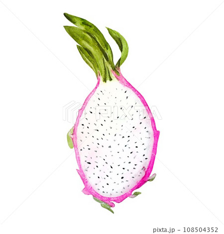 Half of a pitahaya fruit (Dragon Fruit) drawing on a white background. Watercolor hand drawn art illustration. For cards, handmade textiles, prints, menus, poster. Half of a pitahaya fruit (Dragon Fruit) drawing on a white background. Watercolor hand drawn art illustration. For cards, handmade textiles, prints, menus, poster. 108504352