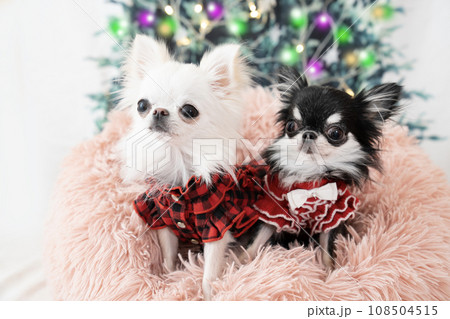クリスマスツリーとチワワのぴーちゃんときゅっと クリスマスツリーとチワワのぴーちゃんときゅっと 108504515