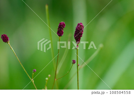 バラ科ワレモコウの赤褐色の花 バラ科ワレモコウの赤褐色の花 108504558