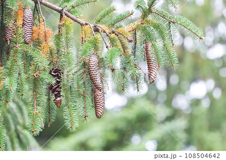 リスが食べ散らかしたドイツトウヒの実 鳩時計の分銅のモデル リスが食べ散らかしたドイツトウヒの実 鳩時計の分銅のモデル 108504642