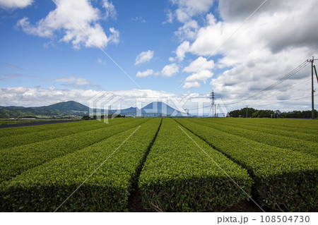 知覧の茶畑と薩摩富士 知覧の茶畑と薩摩富士 108504730