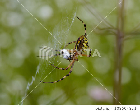 コガネグモ科ナガコガネグモ♀の捕食 コガネグモ科ナガコガネグモ♀の捕食 108504831