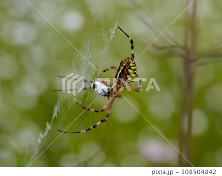 コガネグモ科ナガコガネグモ♀の捕食 コガネグモ科ナガコガネグモ♀の捕食 108504842