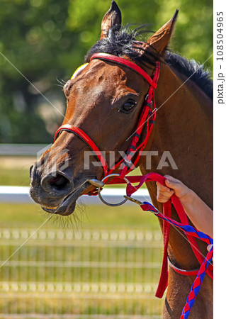 Portrait of a brown horse. 108504965