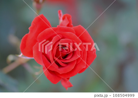 真っ赤な薔薇 真っ赤な薔薇 108504999