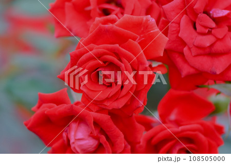真っ赤な薔薇 108505000