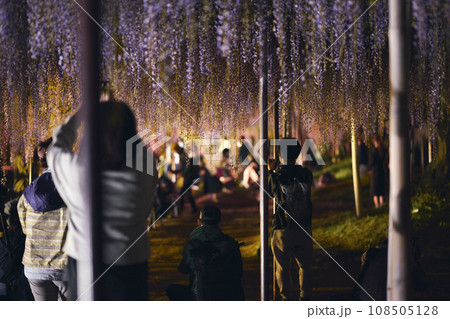 白毫寺の藤棚ライトアップ 白毫寺の藤棚ライトアップ 108505128