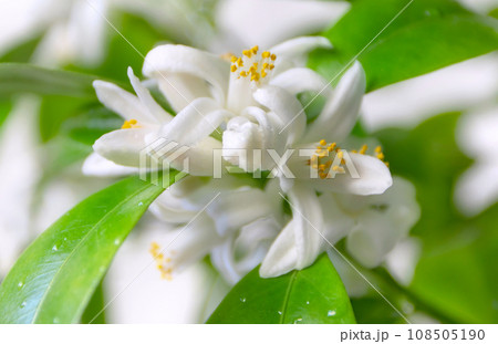 Orange tree white flowers and buds bunch on the blurred garden background Orange tree white flowers and buds bunch on the blurred garden background 108505190