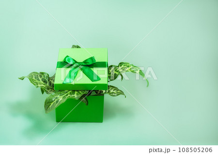 A green cardboard gift box and leaves of a exotic plant sticking out of it on a bright green background. Green not black Friday concept. Purchase ecologically. Selective focus, Copy space. A green cardboard gift box and leaves of a exotic plant sticking out of it on a bright green background. Green not black Friday concept. Purchase ecologically. Selective focus, Copy space. 108505206