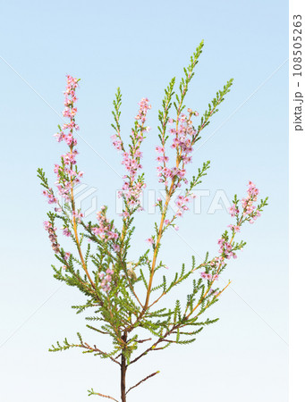 Heather blooming shrub Heather blooming shrub 108505263