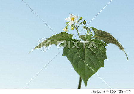 Wild flower of Black nightshade 108505274