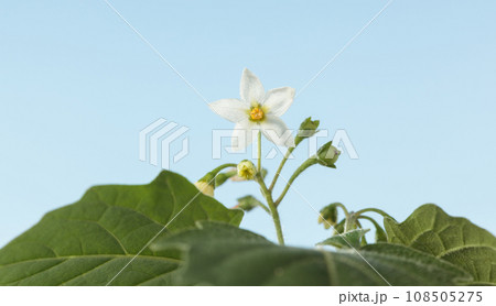 Macro of European black nightshade Macro of European black nightshade 108505275