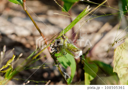 コバネイナゴを捕食するナガコガネグモ♀ コバネイナゴを捕食するナガコガネグモ♀ 108505361