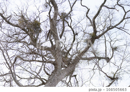 真冬の原生林風景 真冬の原生林風景 108505663
