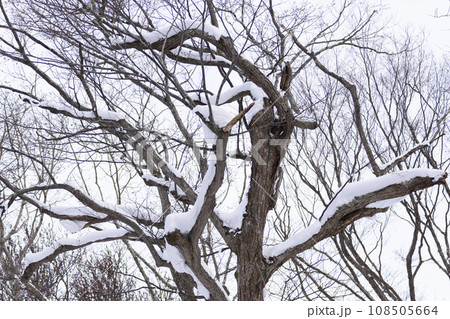 真冬の原生林風景 108505664