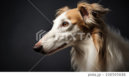 Russian Borzoi's regal portrait displays its refined grace 108505686