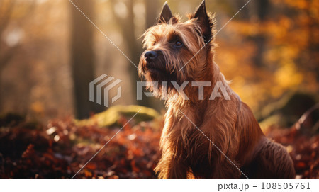 Belgian Griffon's endearing portrait captures its lively spirit against an outdoor backdrop. 108505761