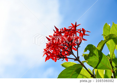 Image photo Image photo 108506082