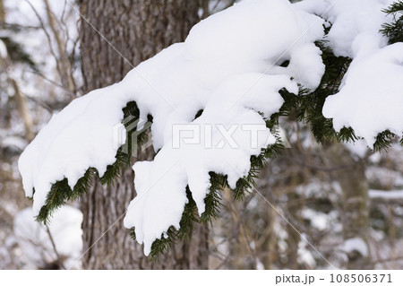 真冬の原生林雪景色 真冬の原生林雪景色 108506371
